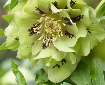 Кукуряк /Helleborus Double Ellen Green