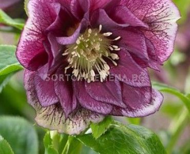 Кукуряк / Helleborus Double Ellen Red 