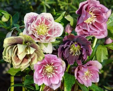 Кукуряк микс - Helleborus Double Ellen Mixed