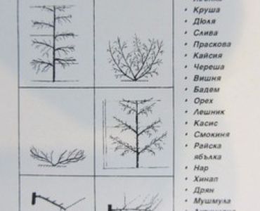 Формиране и резитба на овощните дървета