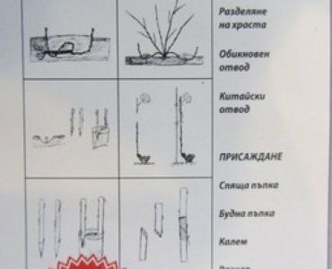 Размножаване на овощните и лозата