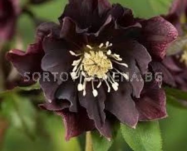 Кукуряк / Helleborus Double Ellen Purple