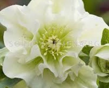 Кукуряк / Helleborus Double Ellen White