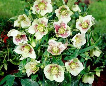 Кукуряк /Helleborus Oriental Bollene