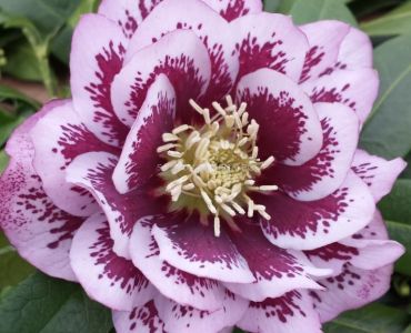 Кукуряк / Helleborus Double Ellen Spotted Pink