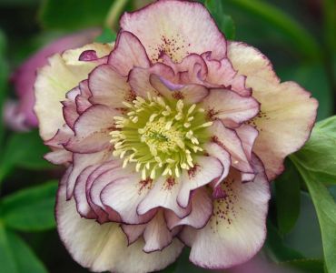 Кукуряк / helleborus double ellen pink