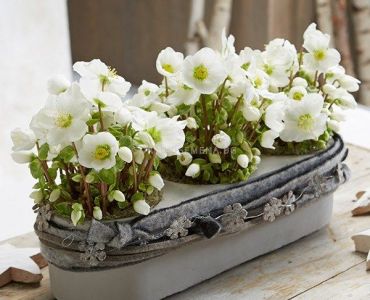 Кукуряк /Helleborus White Beauty