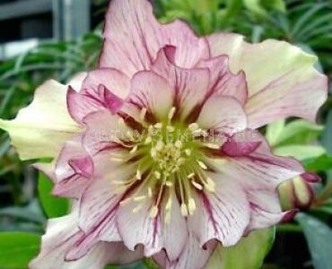 Кукуряк /Helleborus Double Ellen Picotee